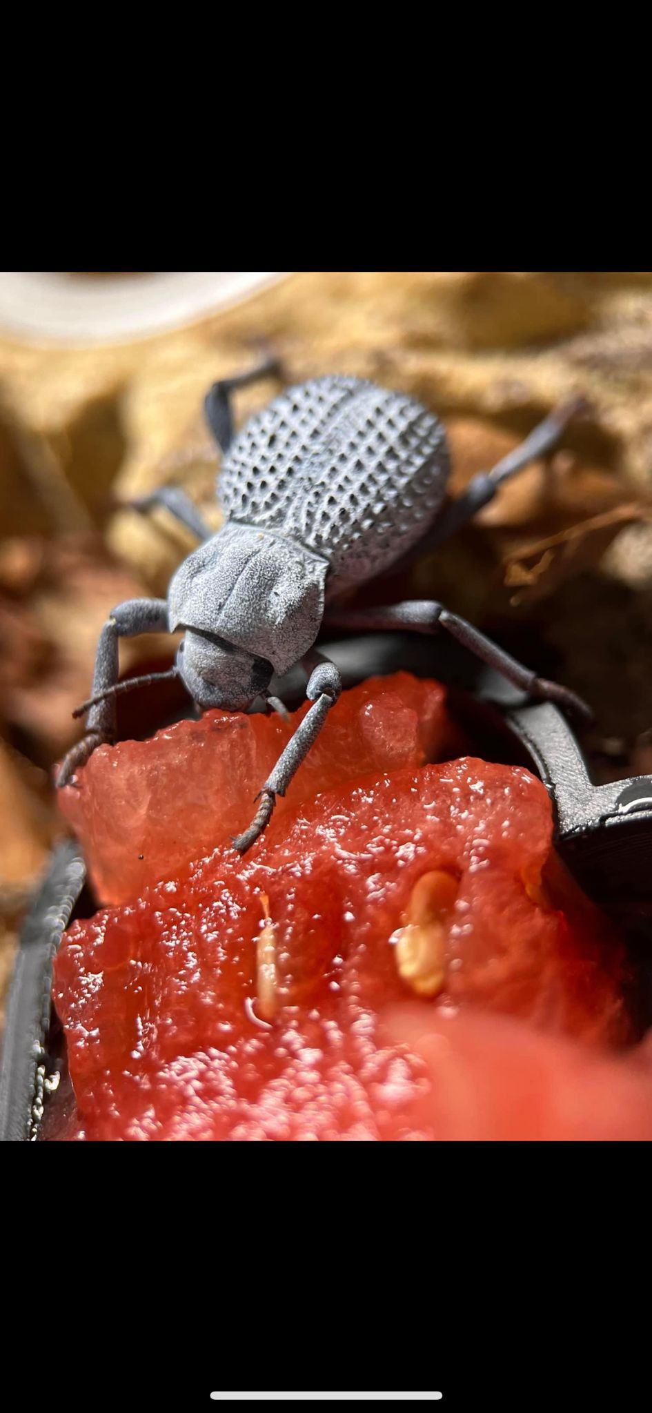 A grey-blue beetle with a deeply pitted back standing on a chunk of wet red fruit, darker beetles blurred behind.