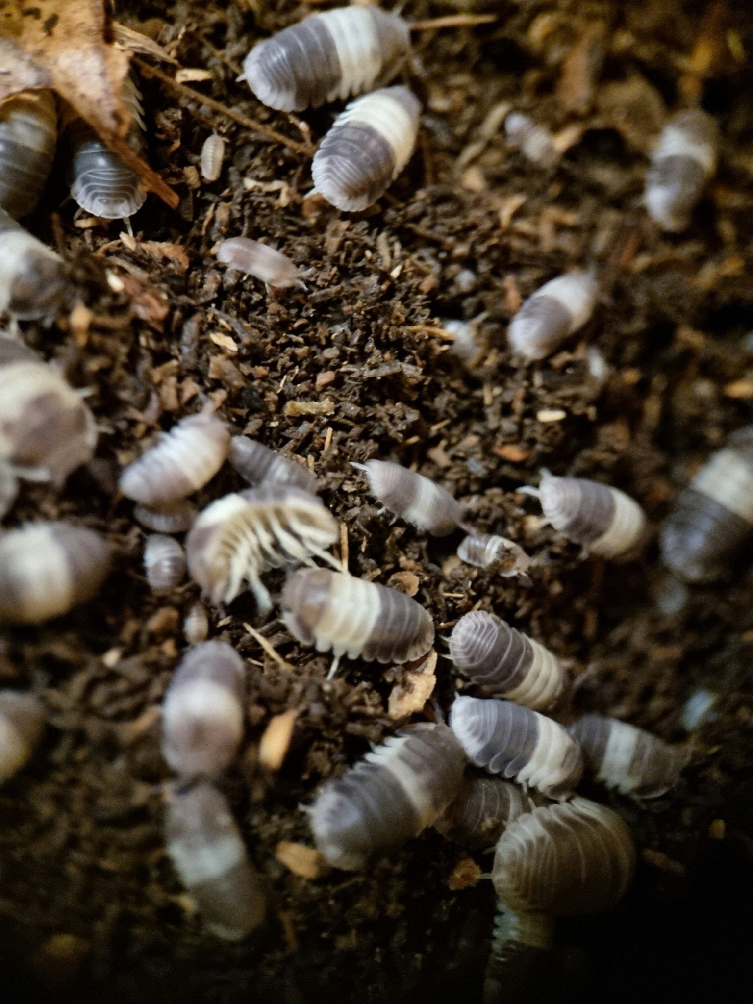 Many pale grey and cream banded isopods spread across dark crumbly substrate flecked with wood chips.