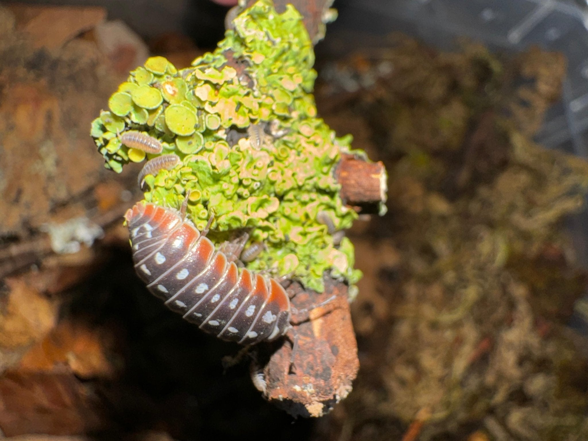 A dark isopod with white spots and orange rims on a twig crusted with green lichen, smaller pale ones on the lichen above.