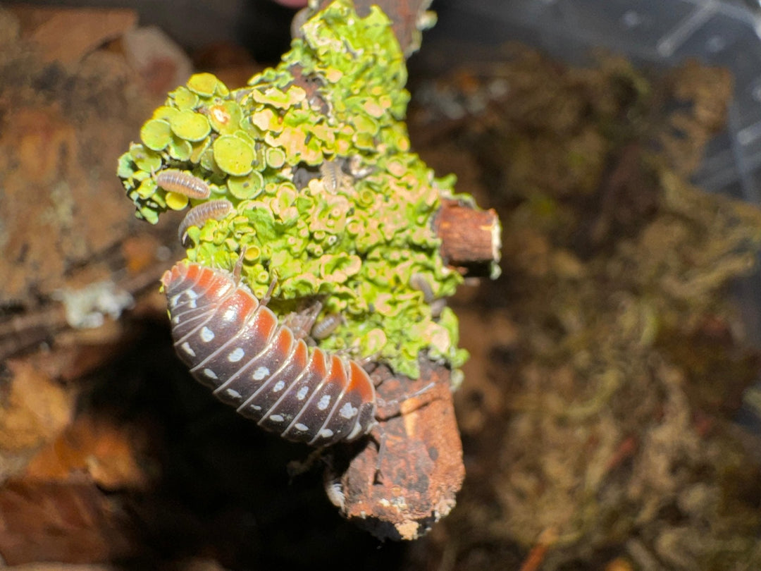 Breeding Slime to feed your springtails - Isopods For Sale UK | PostPods