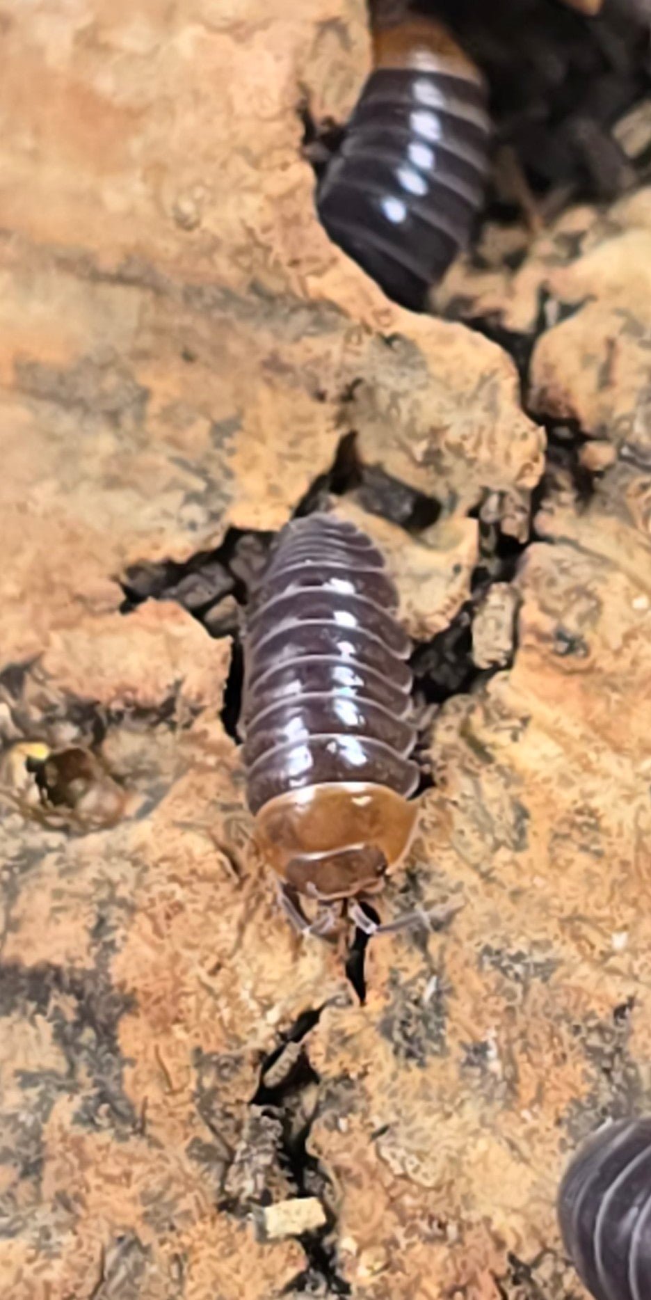 BTS stocklist (only available at the show) - Isopods For Sale UK | PostPods
