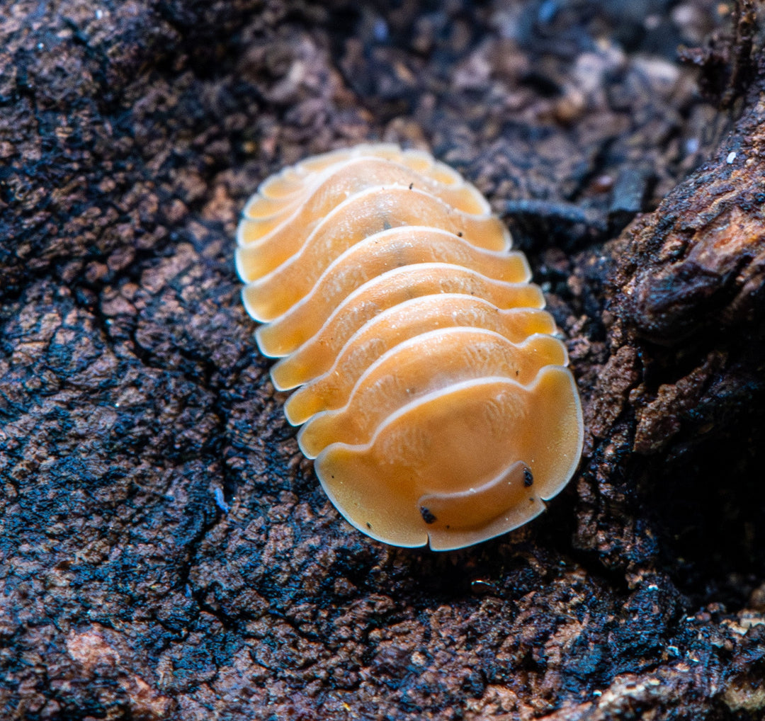 Giant Nguyen isopod, rich orange-red back edged with pale yellow flaring down each side