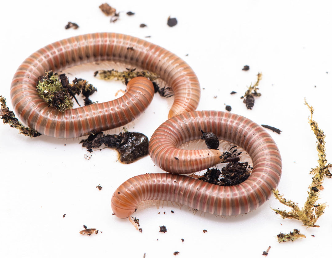 Two Burmese Beauty millipedes on a white background, bodies ringed in alternating orange and olive-grey bands