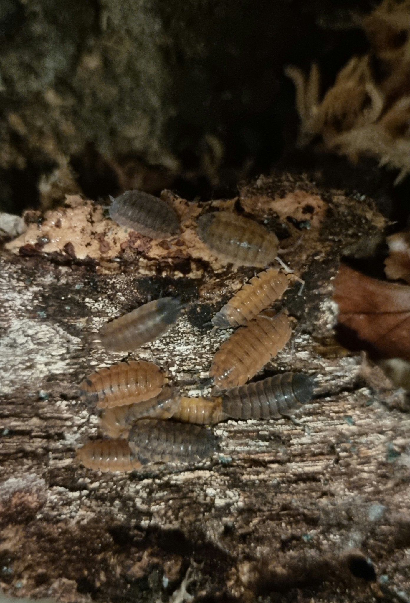 A mixed group of orange and grey isopods gathered on a pale rotting log in the dark.