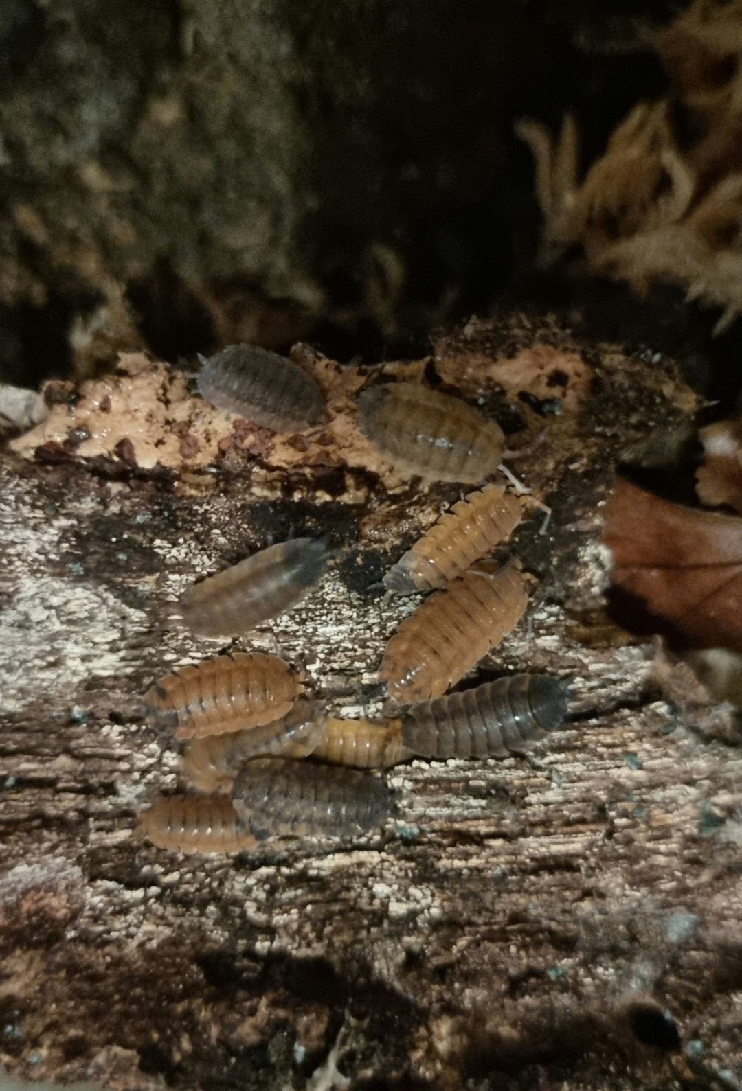 Buying Isopods Online - Isopods For Sale UK | PostPods