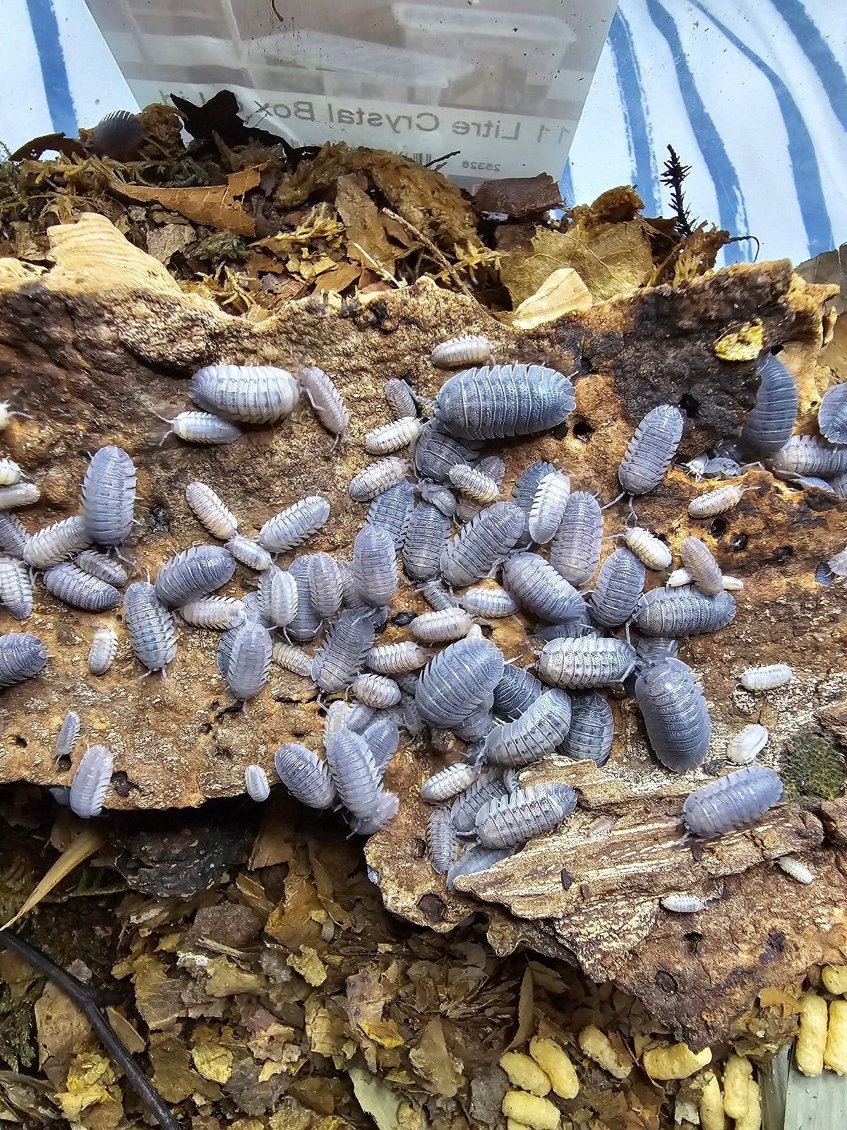 Buying Your First Isopods - Isopods For Sale UK | PostPods