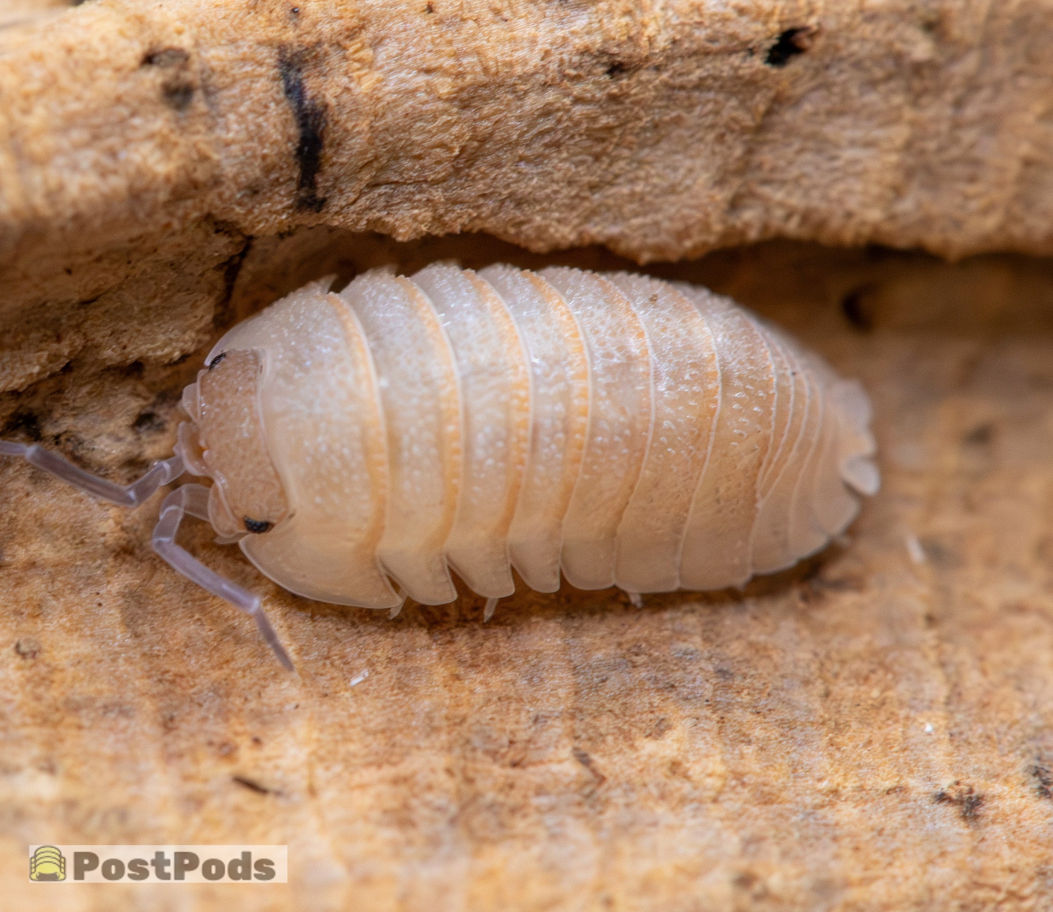 A pale cream isopod with faint orange bands and a grainy back, tucked in a groove of pale tan bark.
