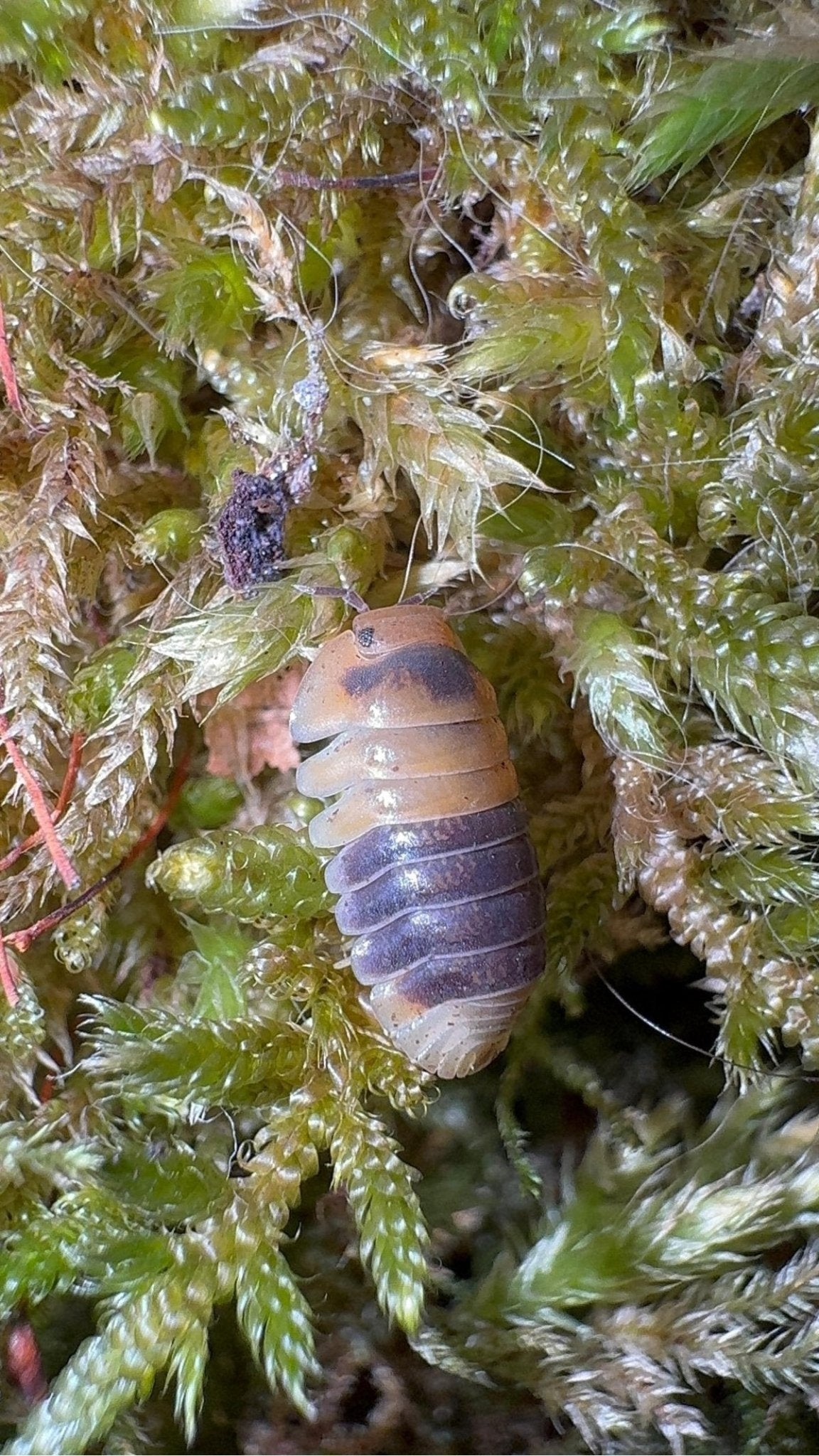 An isopod with orange ends and a broad dark purple band across its middle, among pale green moss.