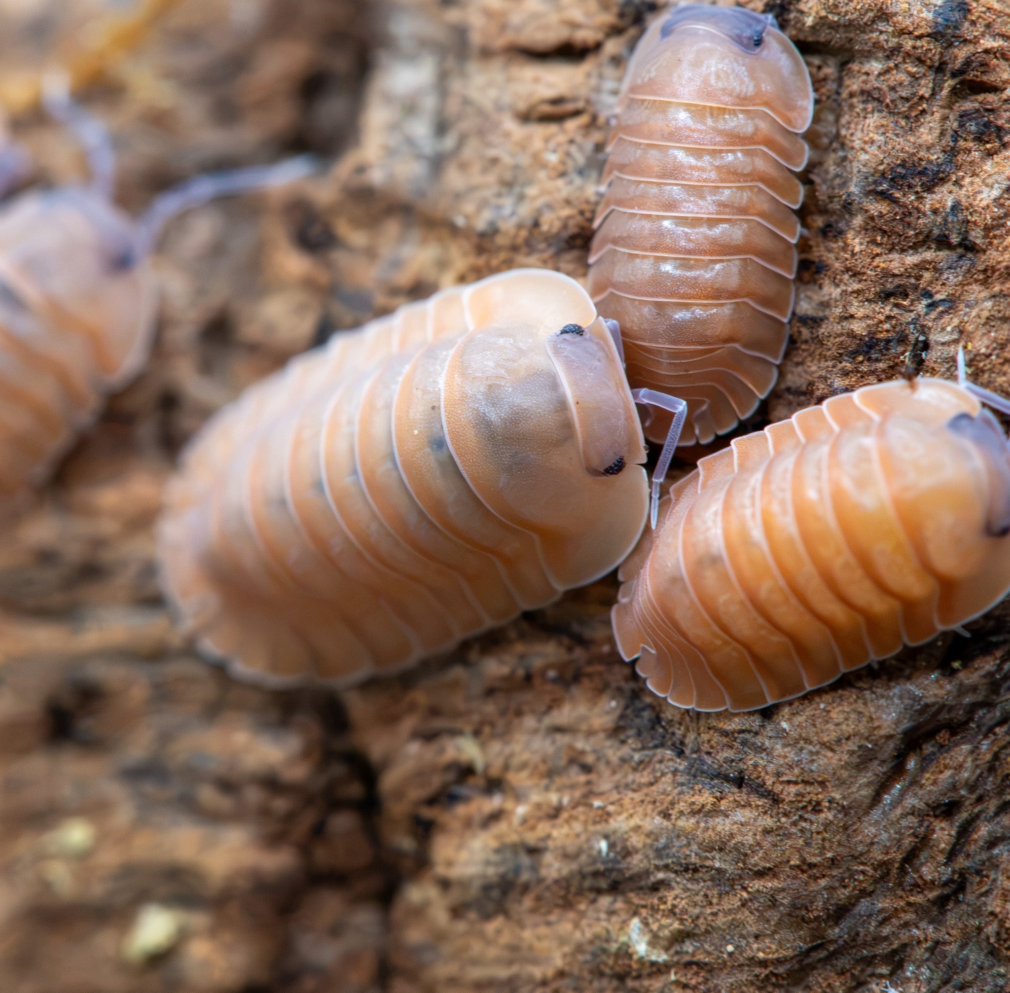 Several peach-orange isopods with pale segment edges on rough brown bark, more blurred at the left edge.