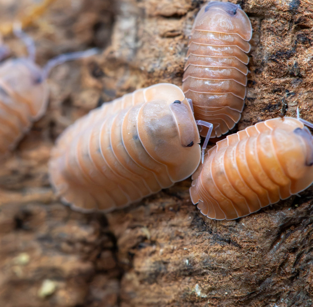 3 isopods different shades of orangey brown on cork bark