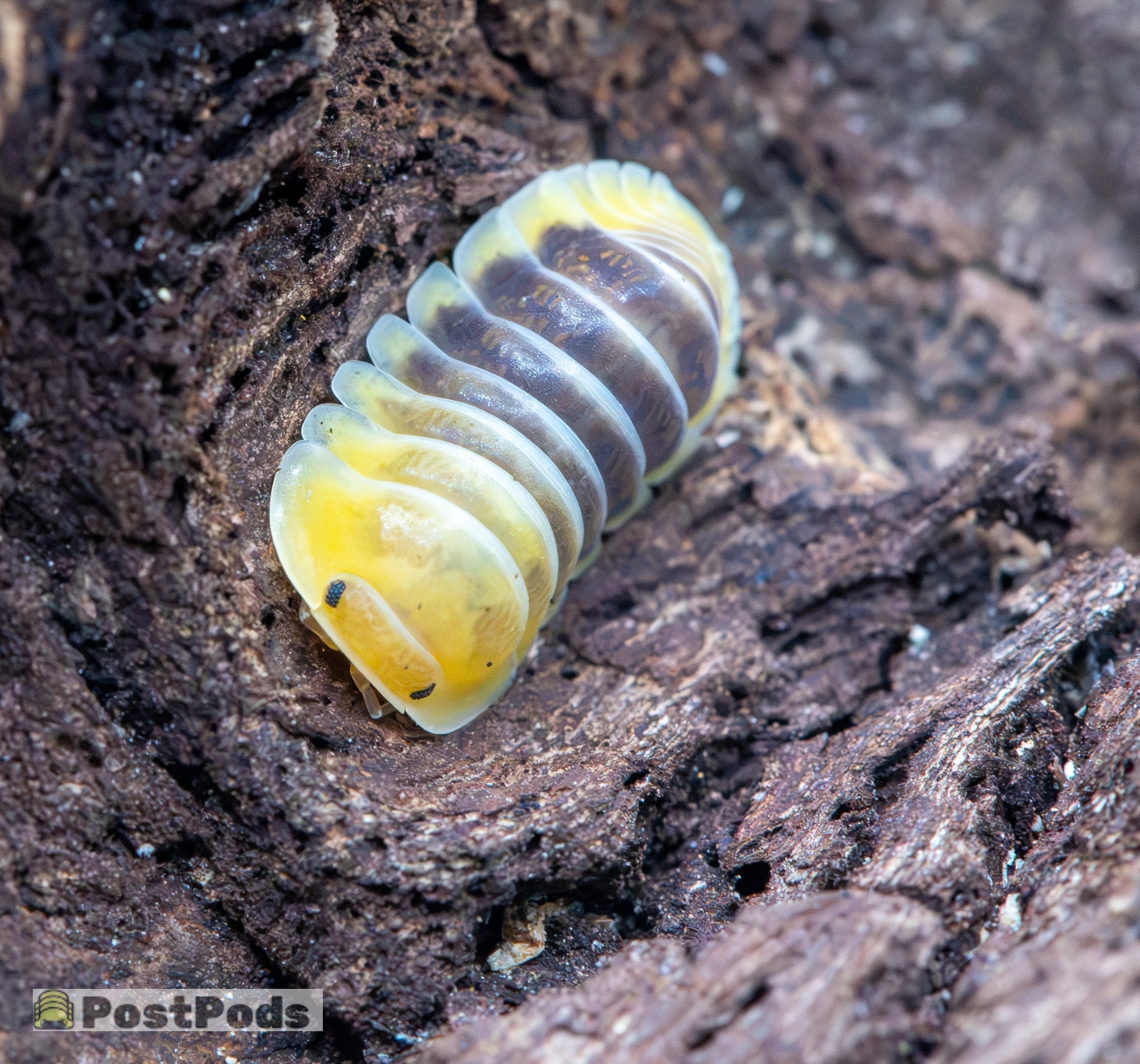 An isopod with a bright yellow front, dark brown middle and pale cream edges, on crumbling dark bark.