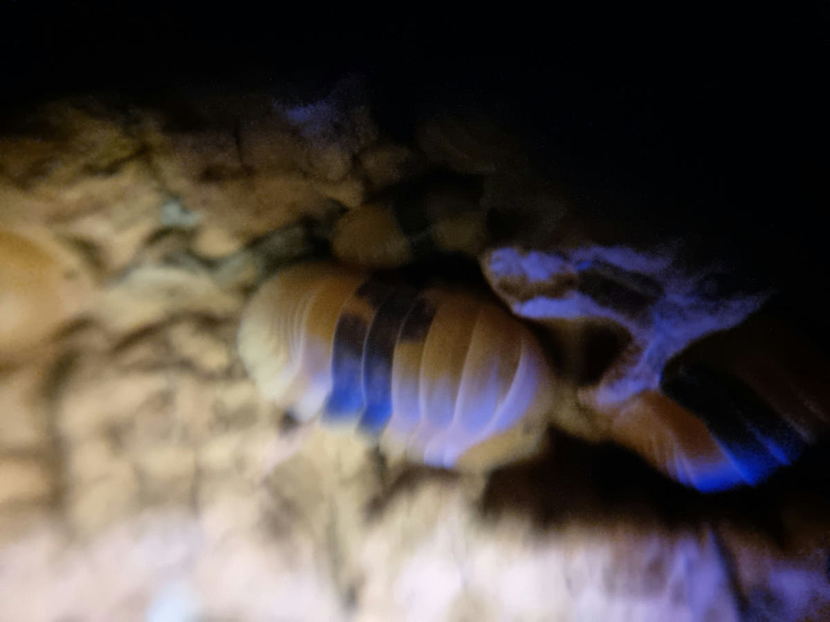amber ducky isopod