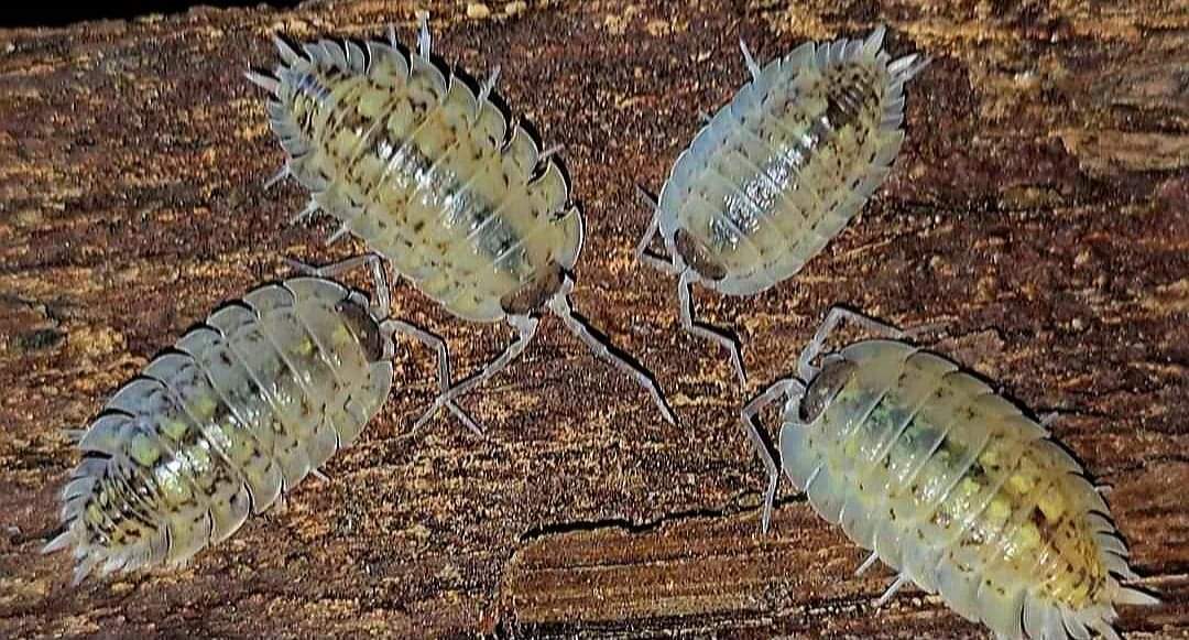 Four pale cream isopods flecked with dark spots, their side plates fringed, on a piece of brown wood.