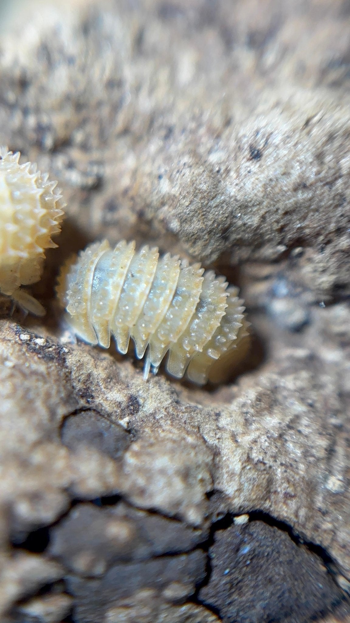 A knobbly cream isopod on brown bark, with a second one cut off at the left edge.