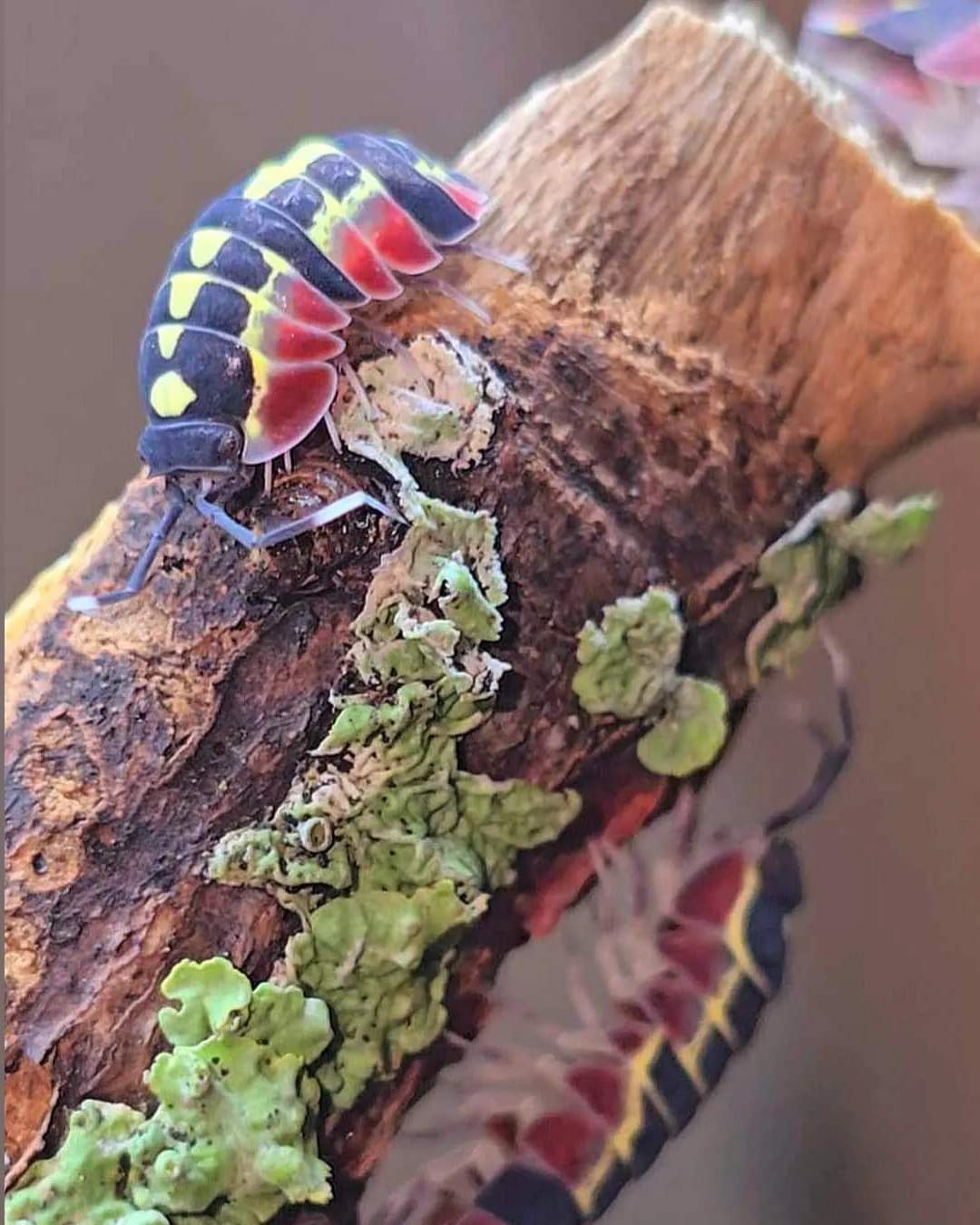 A black isopod with bright yellow spots and red rear plates on a lichen-covered twig, another blurred below.