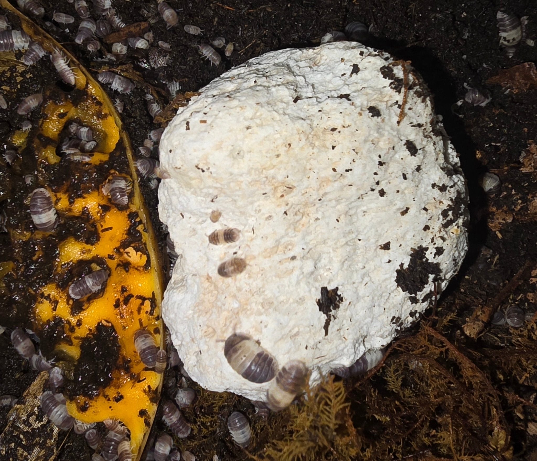 A lumpy white pumice stone on dark soil ringed by small pale isopods, with orange food at the left.