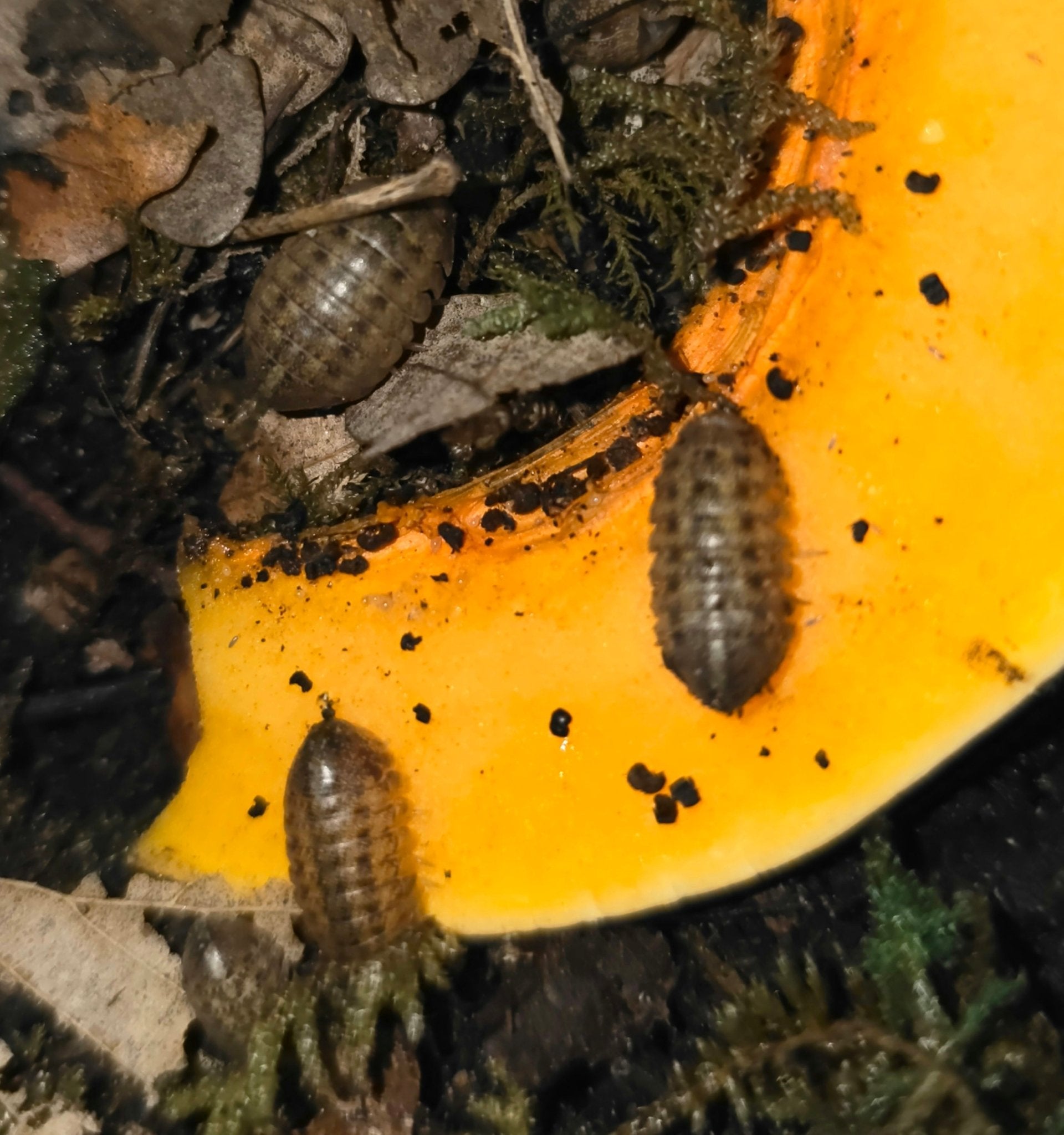 Giant Cannonball isopods on and beside a bright orange slice of vegetable among moss.
