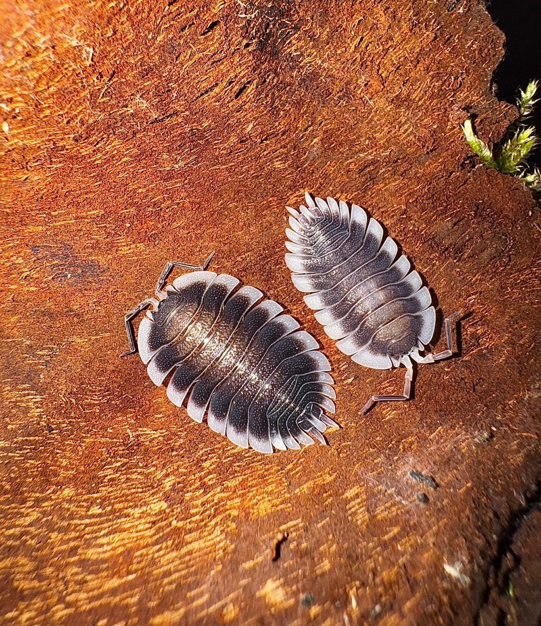 Two dark isopods with pale scalloped edges on reddish-brown wood, a small moss sprig at one corner.
