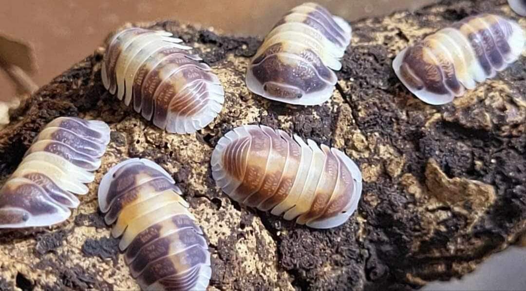 Isopods banded in cream, tan and purple-brown on a piece of pale cork bark, some cut off at the edges.
