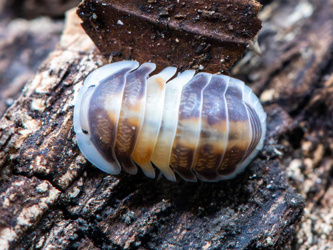 A Cappuccino isopod on dark weathered bark, its back banded in purple-brown, cream and orange, a flake of bark behind it.