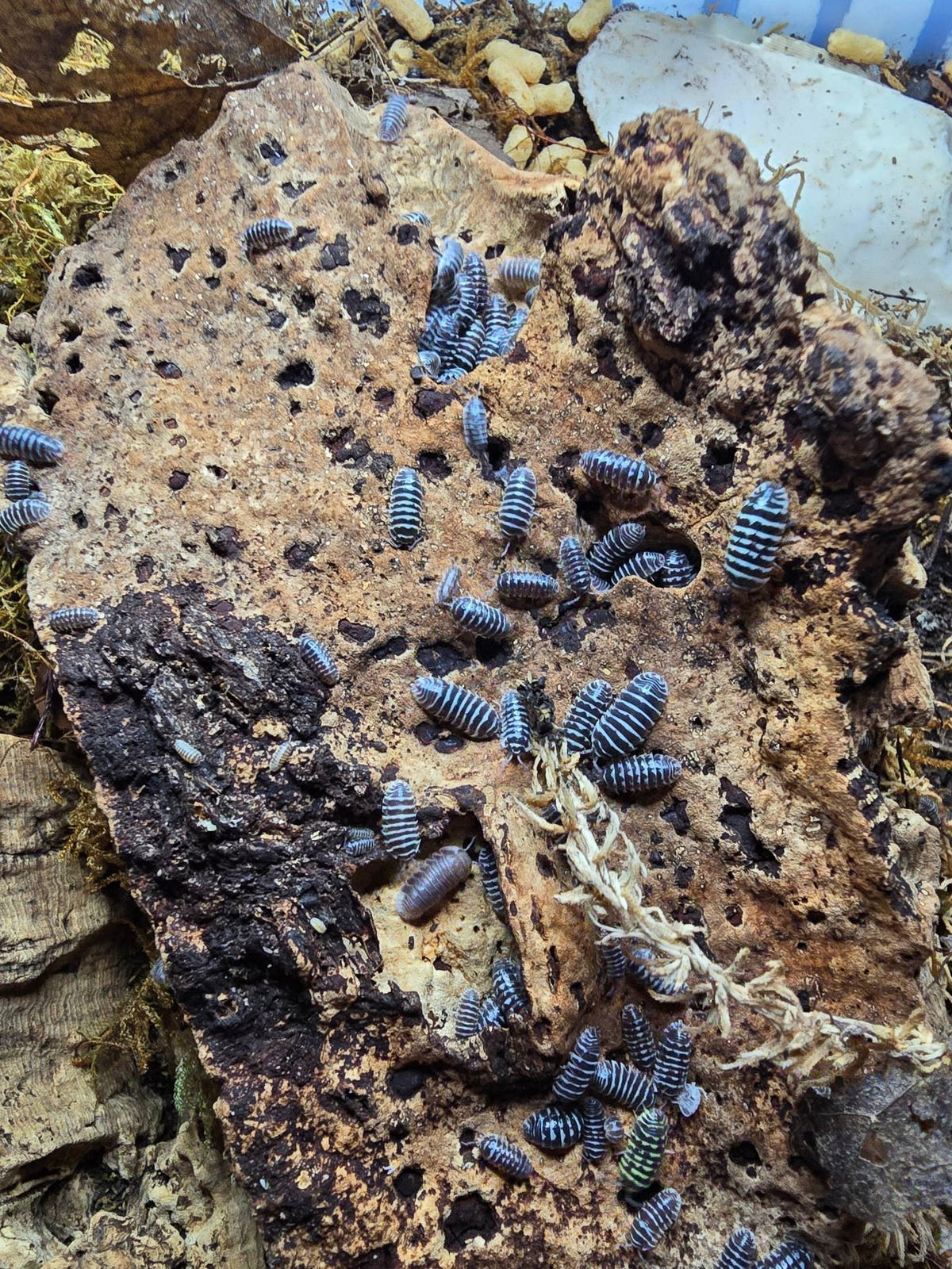 Dark isopods striped with white scattered over a large slab of pale cork bark riddled with holes.