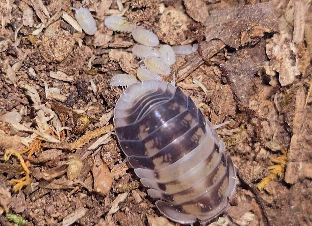 One large isopod with a dark back blotched in cream on woody brown substrate, tiny pale isopods above it.