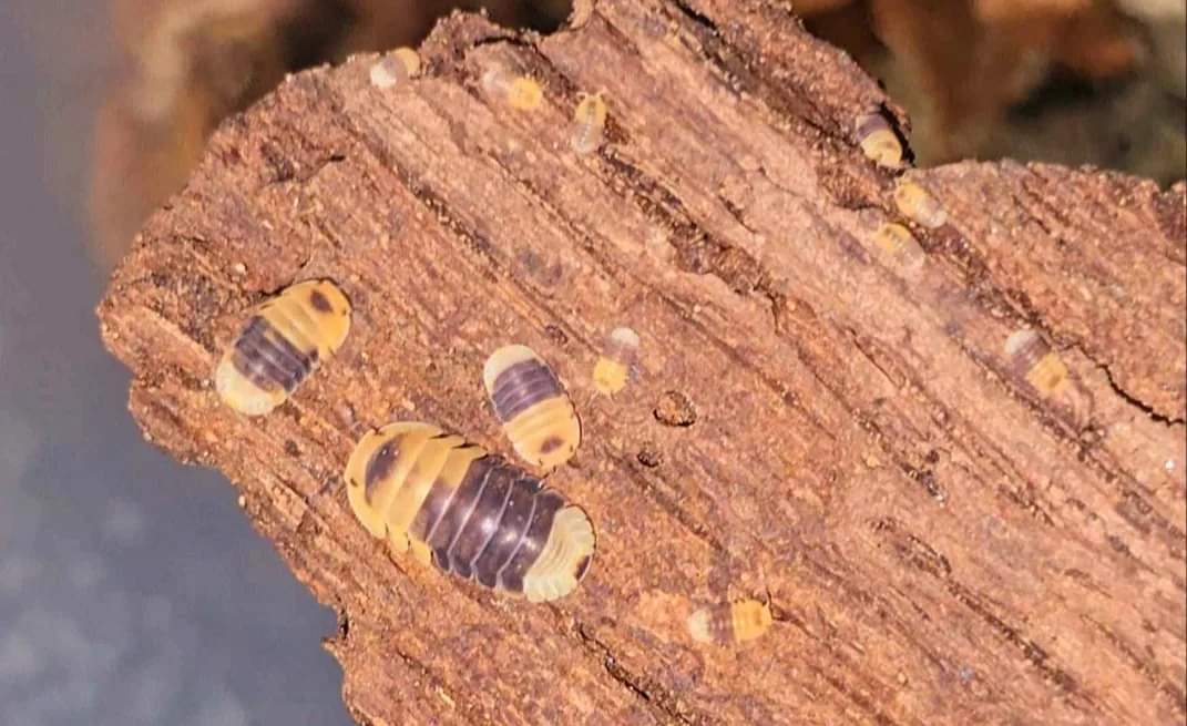 Isopods with yellow ends and dark purple middles on a slab of reddish-brown rotten wood.