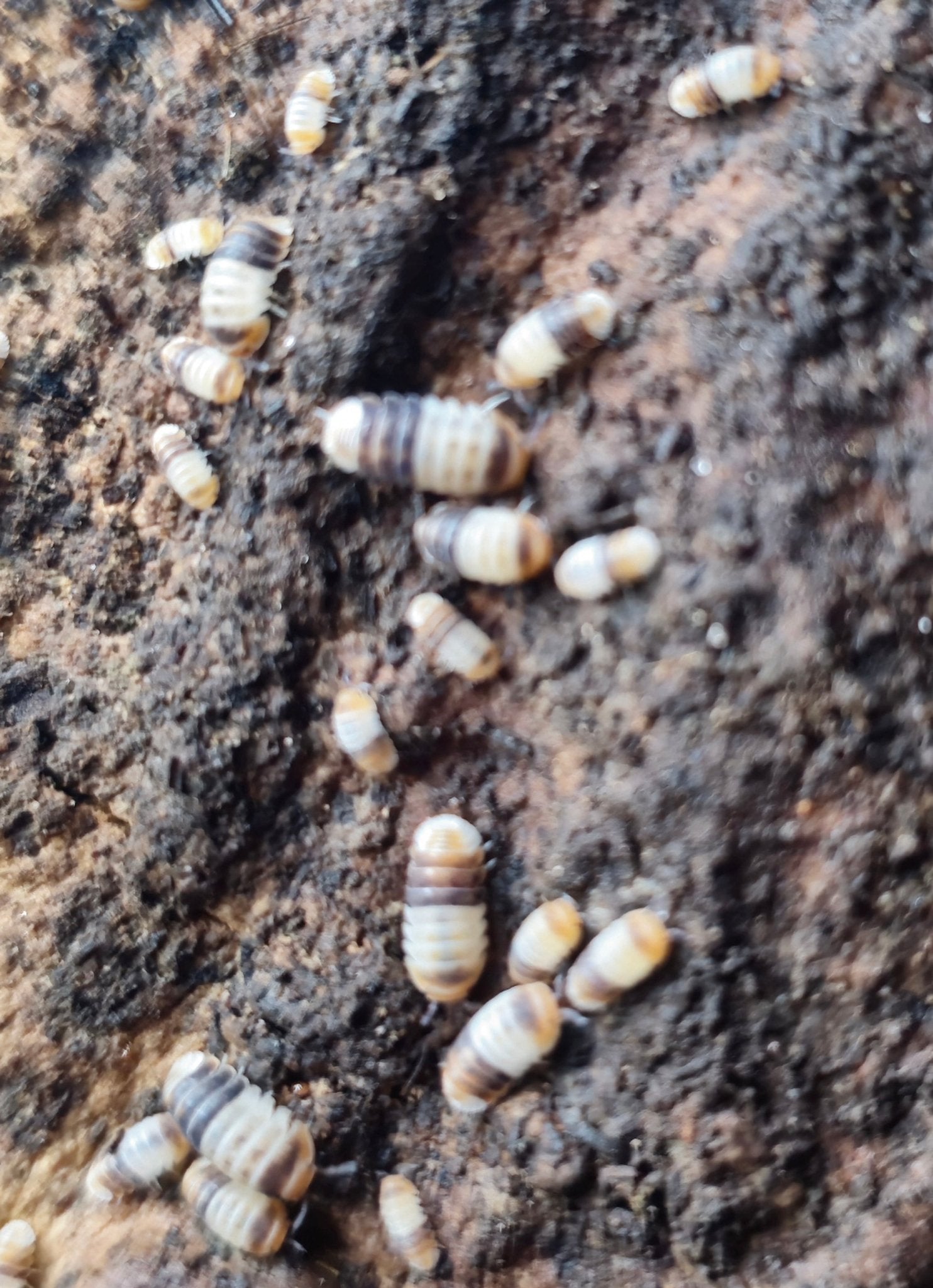 White shark isopods
