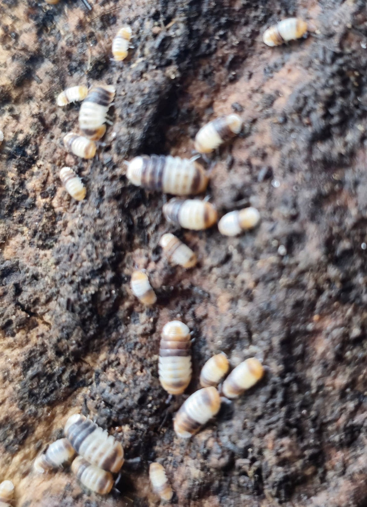 Small cream isopods with dark brown bands scattered over a piece of damp dark bark.