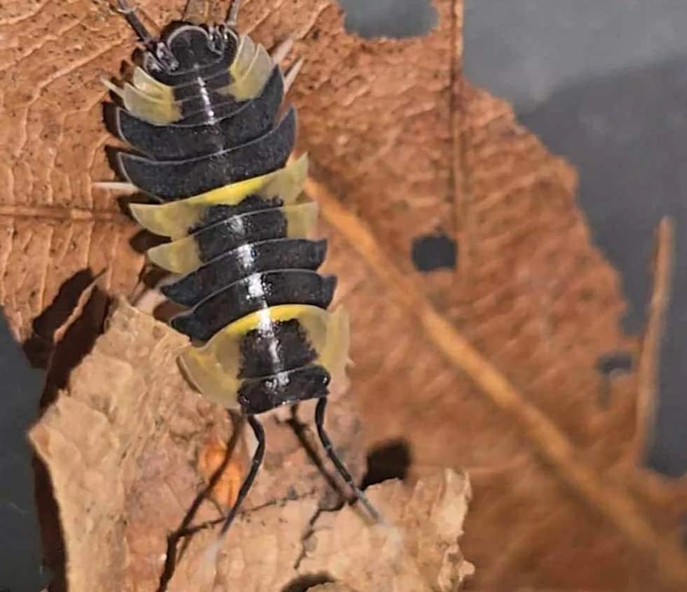 Care for Merulanella Isopods: The Tri-Colour Variety - Isopods For Sale UK | PostPods