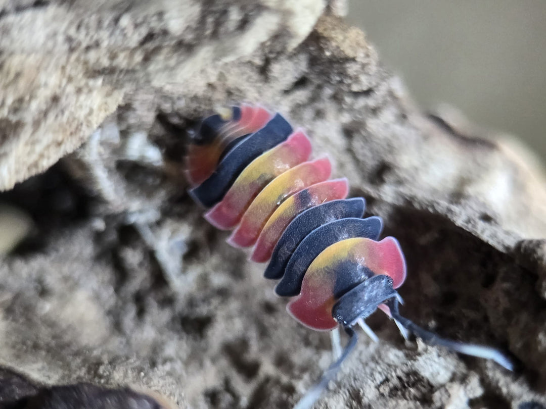 A Tri-Colour Ardentiella isopod on pale grey bark, its segments banded black, yellow and pinkish red.