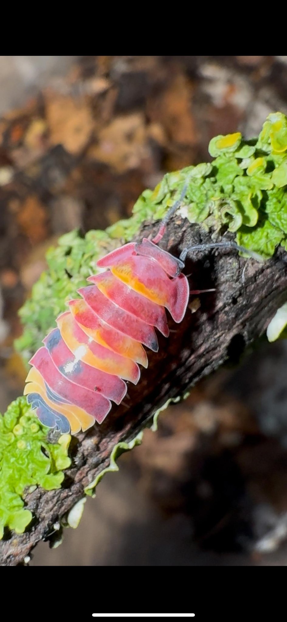 very red isopod with plashes of orange and black