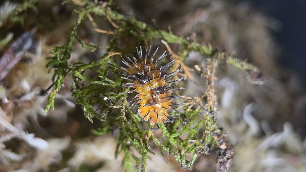 Checklist for new isopod keepers - Isopods For Sale UK | PostPods