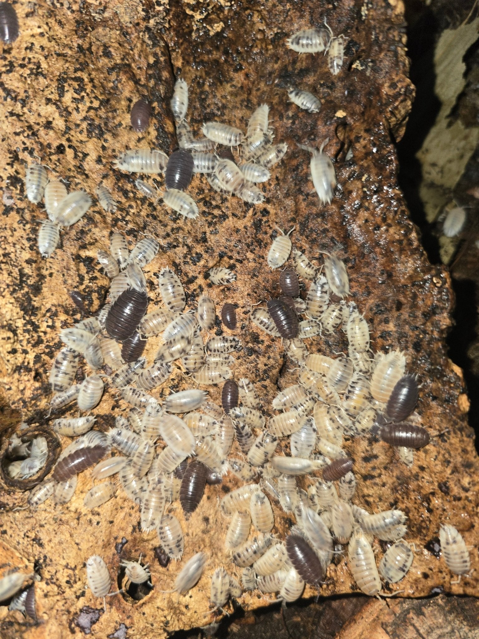 A dense colony of cream isopods speckled with dark grey, plus a few solid brown ones, over pale cork bark.
