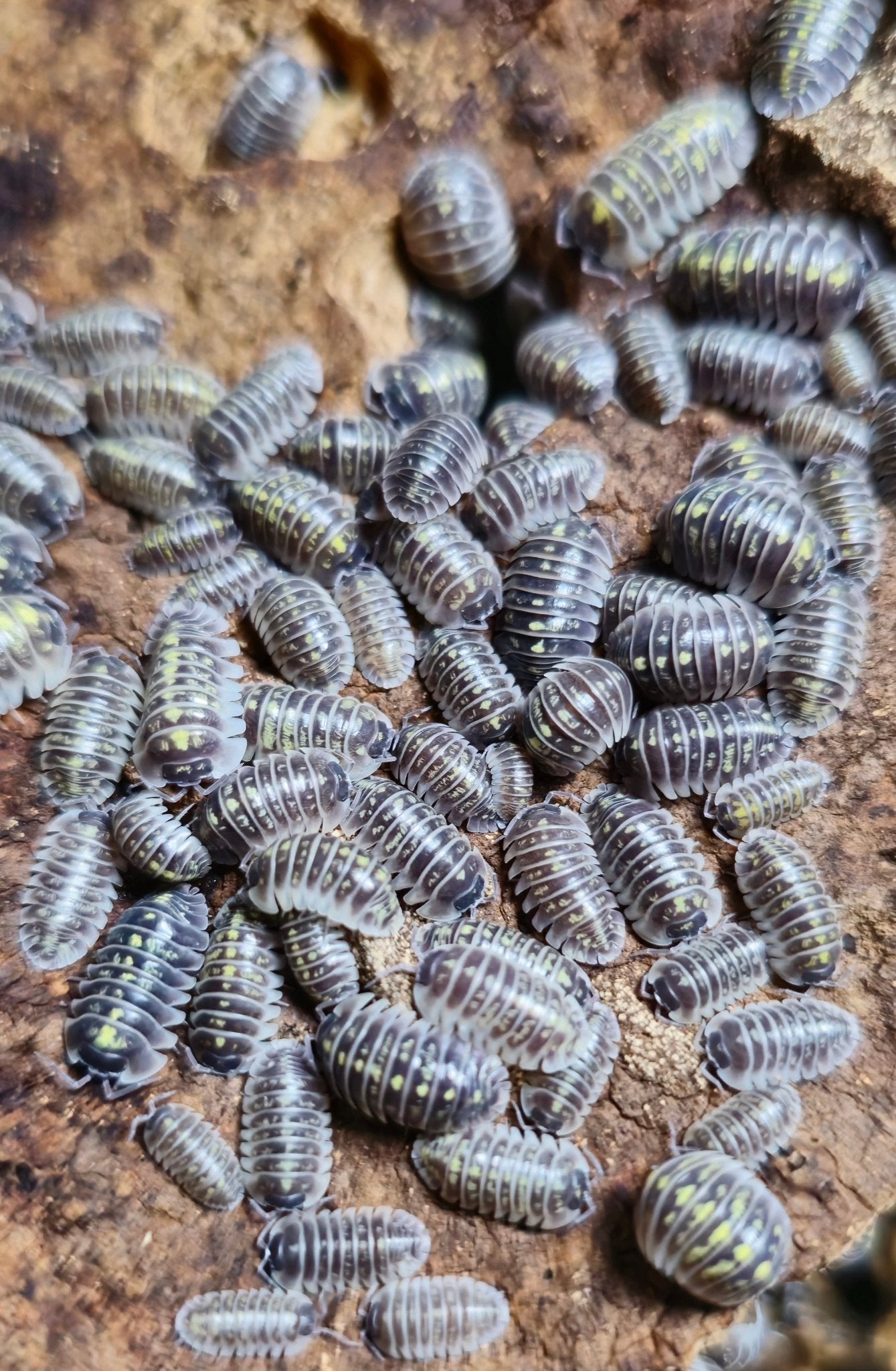 Dozens of grey isopods with rows of yellow spots crowded across brown bark.