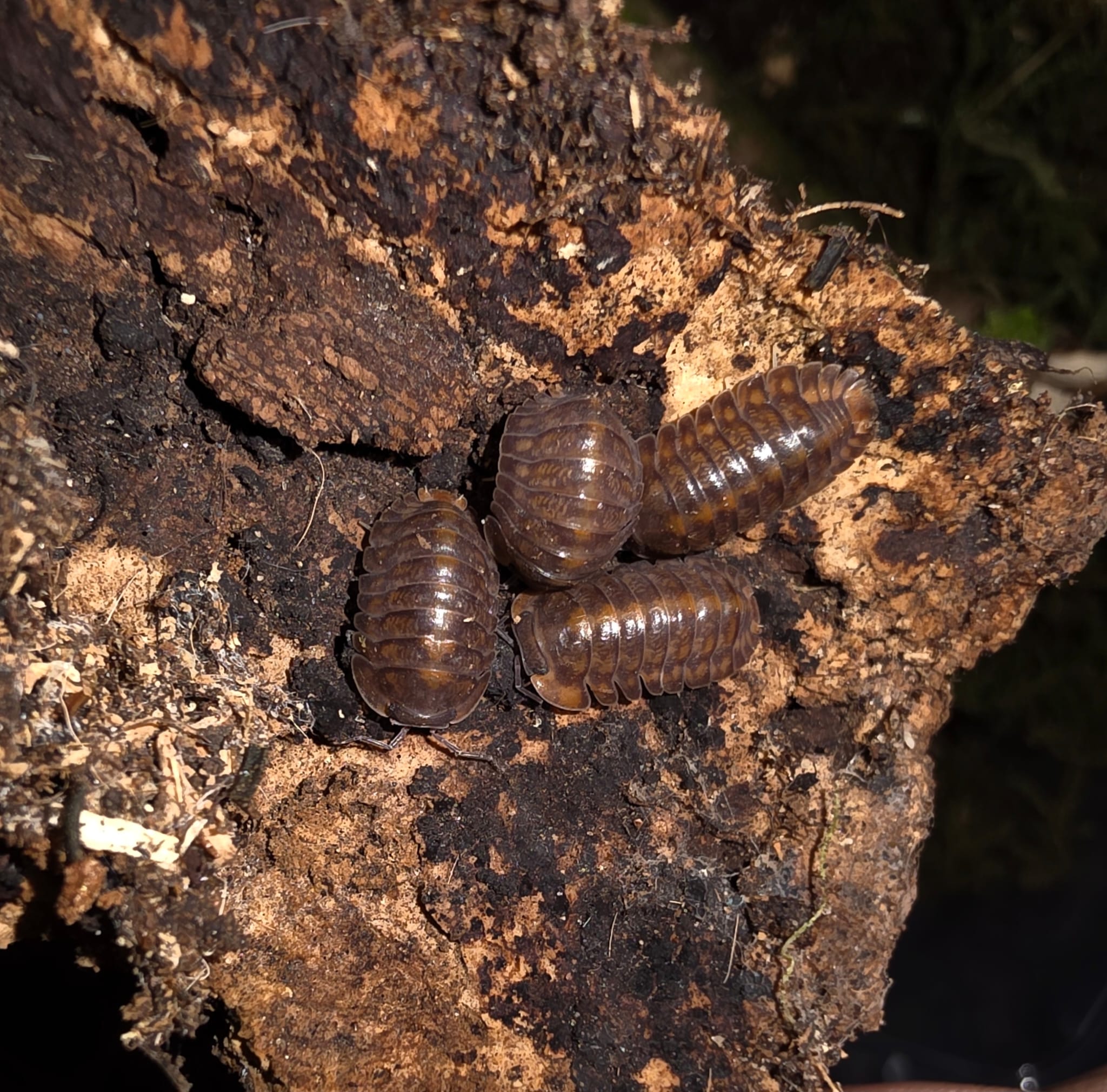 Four glossy brown isopods with faint orange flecks, close together on a piece of dark crumbling bark.