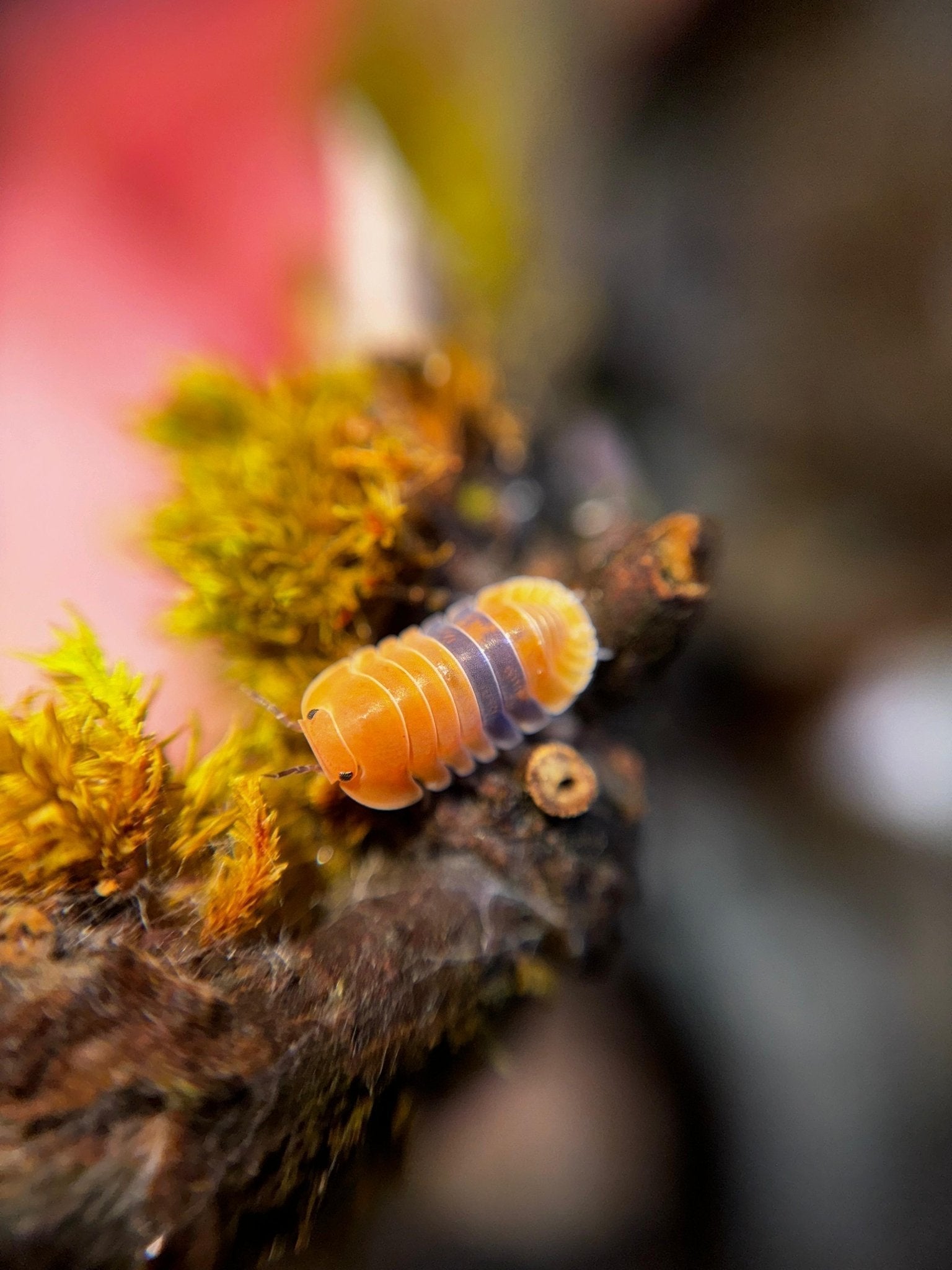 A bright orange isopod with a pale purple band across its back, on mossy bark against a pink blur.