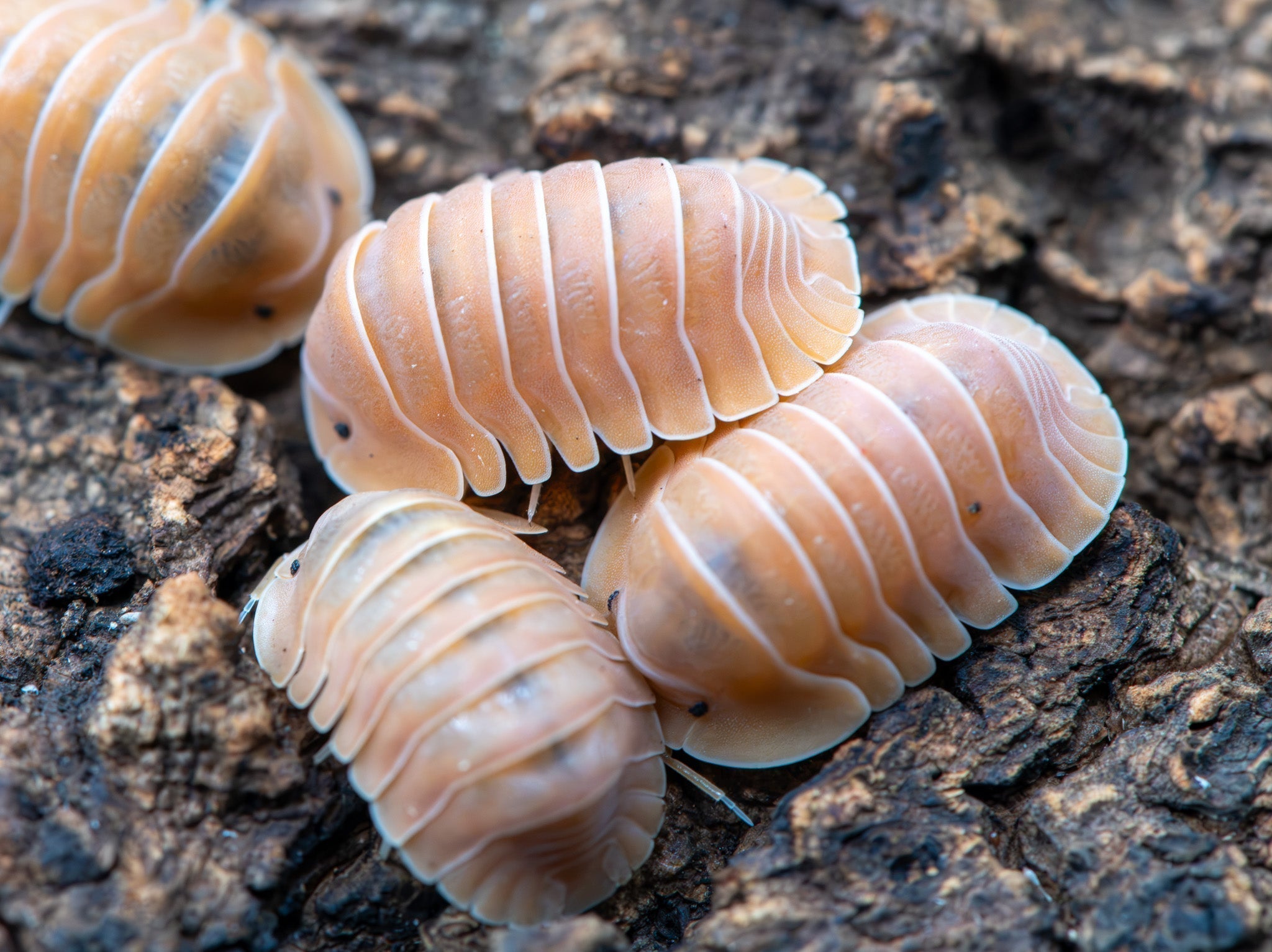 Four peach-coloured isopods with white-lined segments clustered on dark bark, one cut off at the corner.