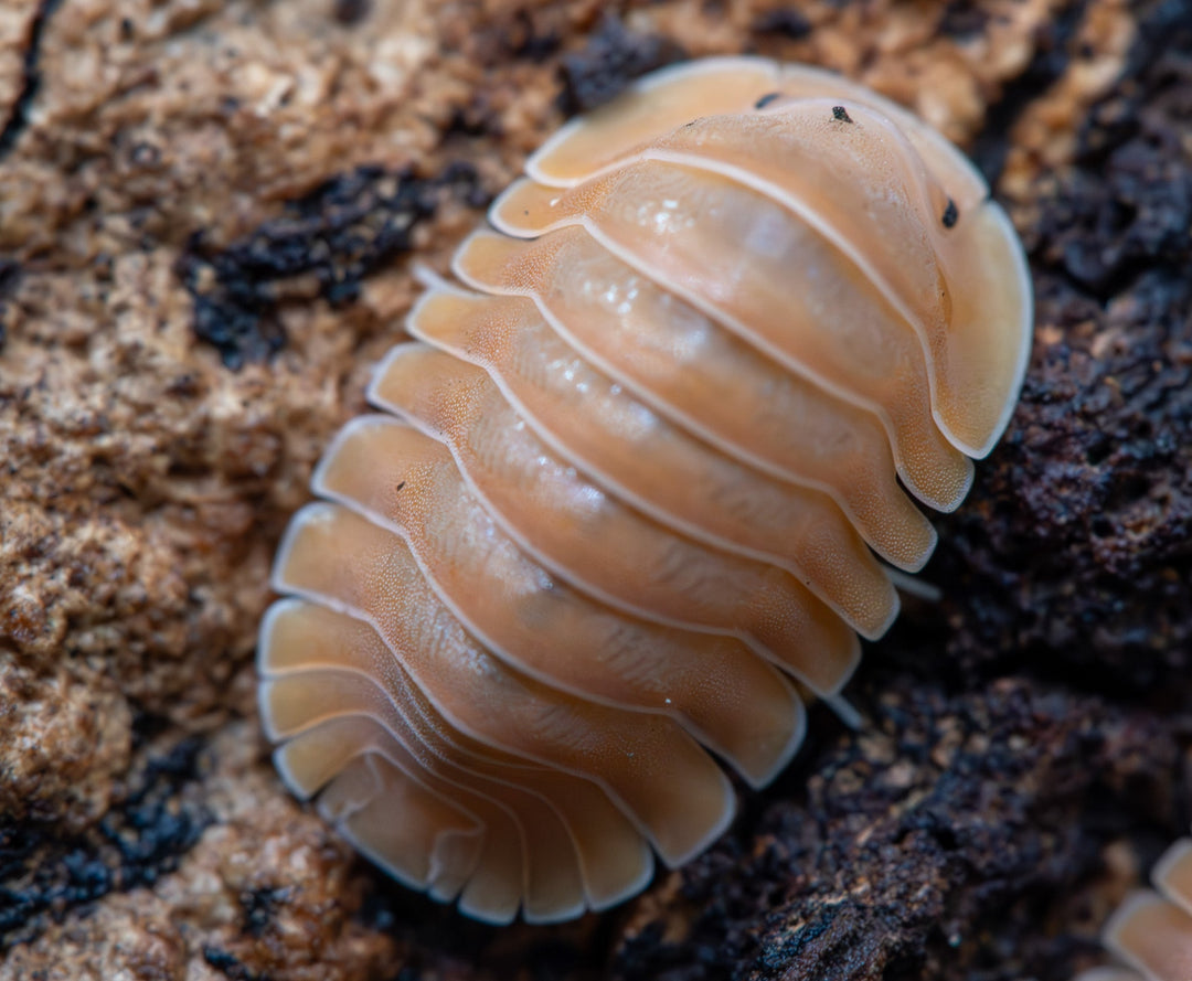 large orange cubaris isopod