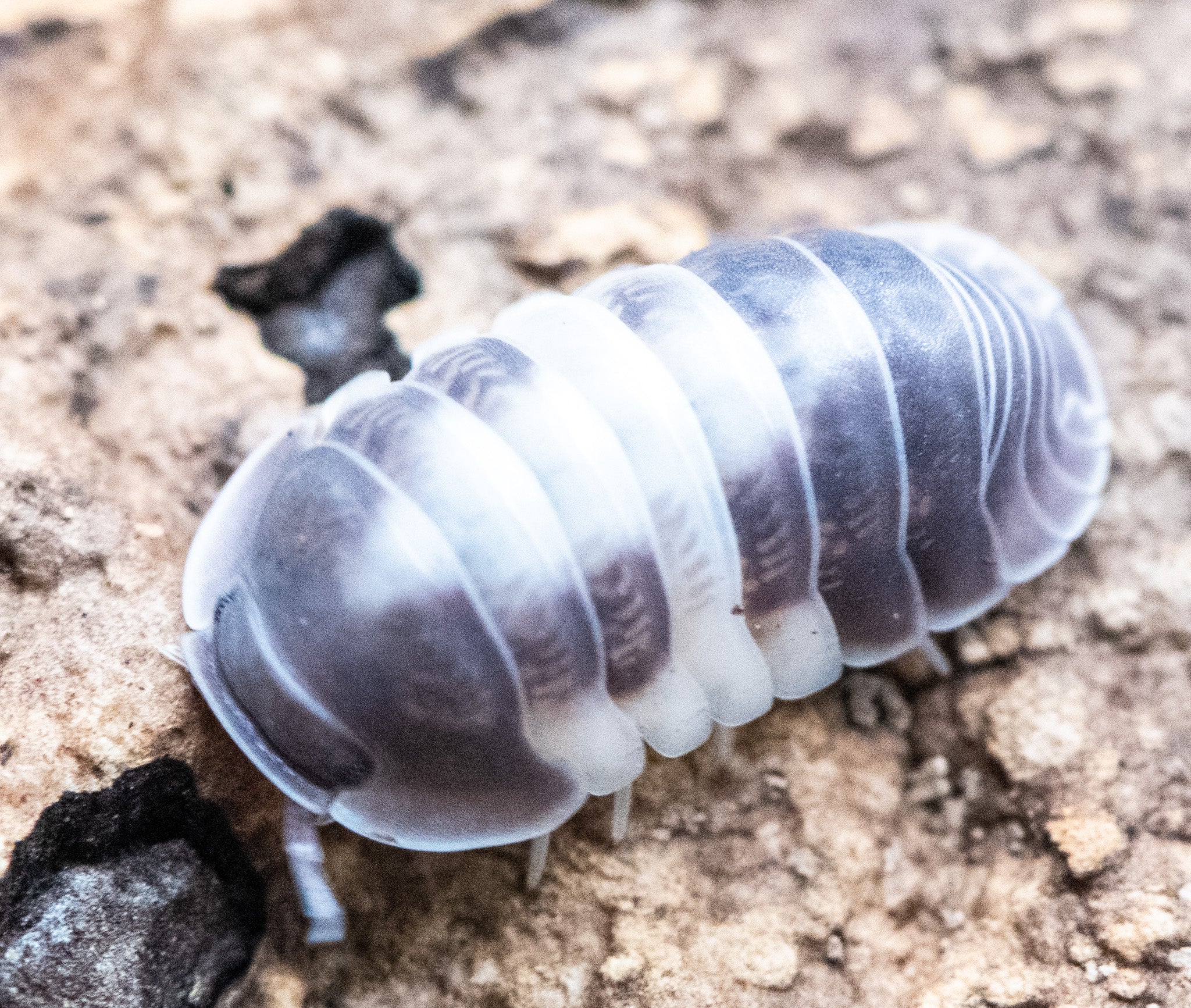 A Crazy Horse isopod patterned in white and dark slate grey on pale sandy ground.