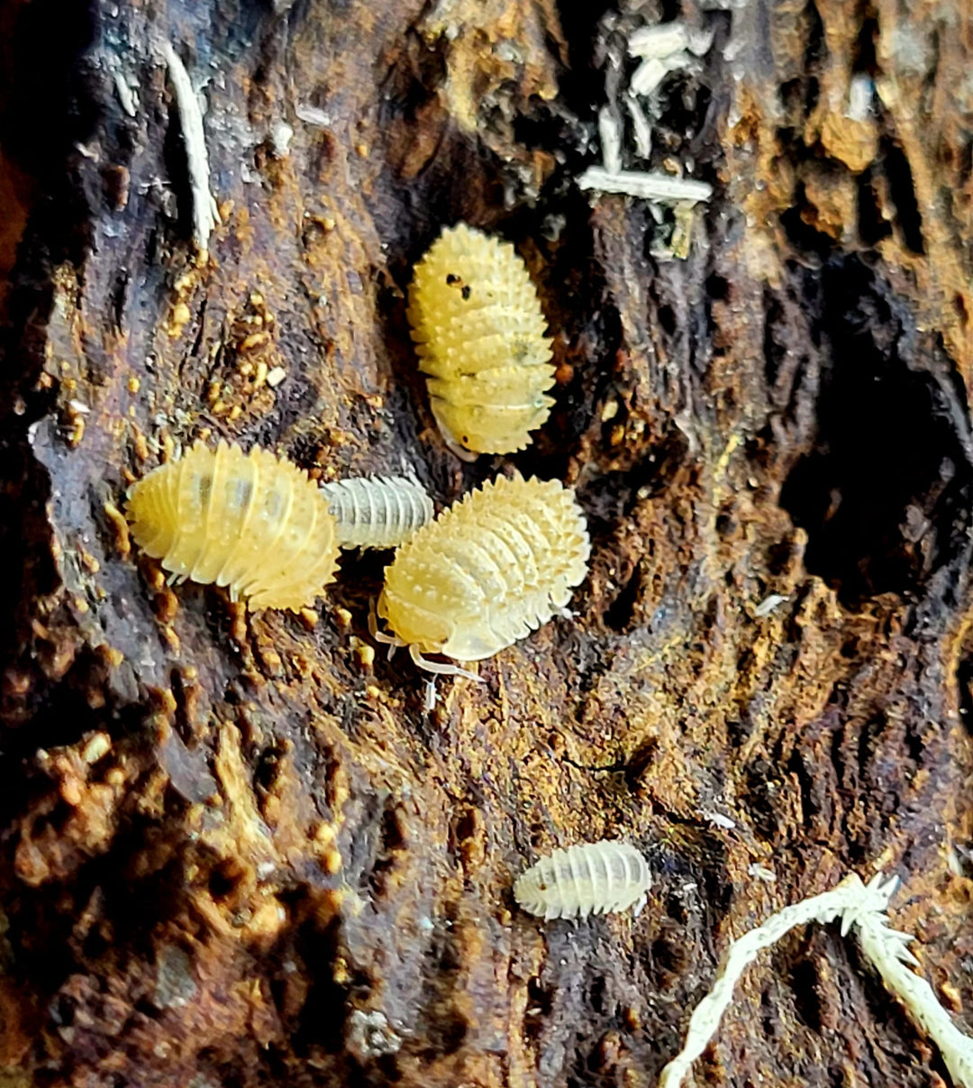 Several pale cream-yellow isopods with bumpy warty backs on dark rotting wood streaked with white fungal strands.