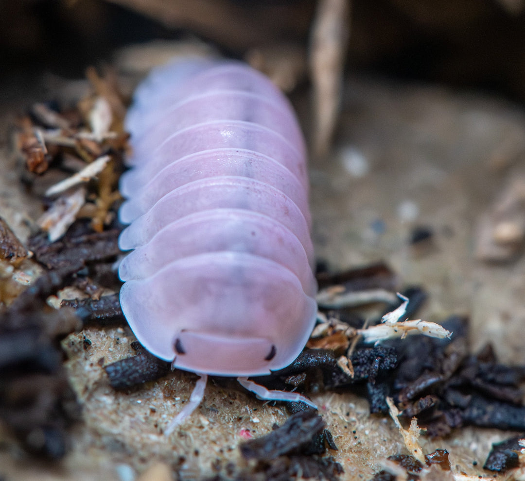 pink isopod with black eyes