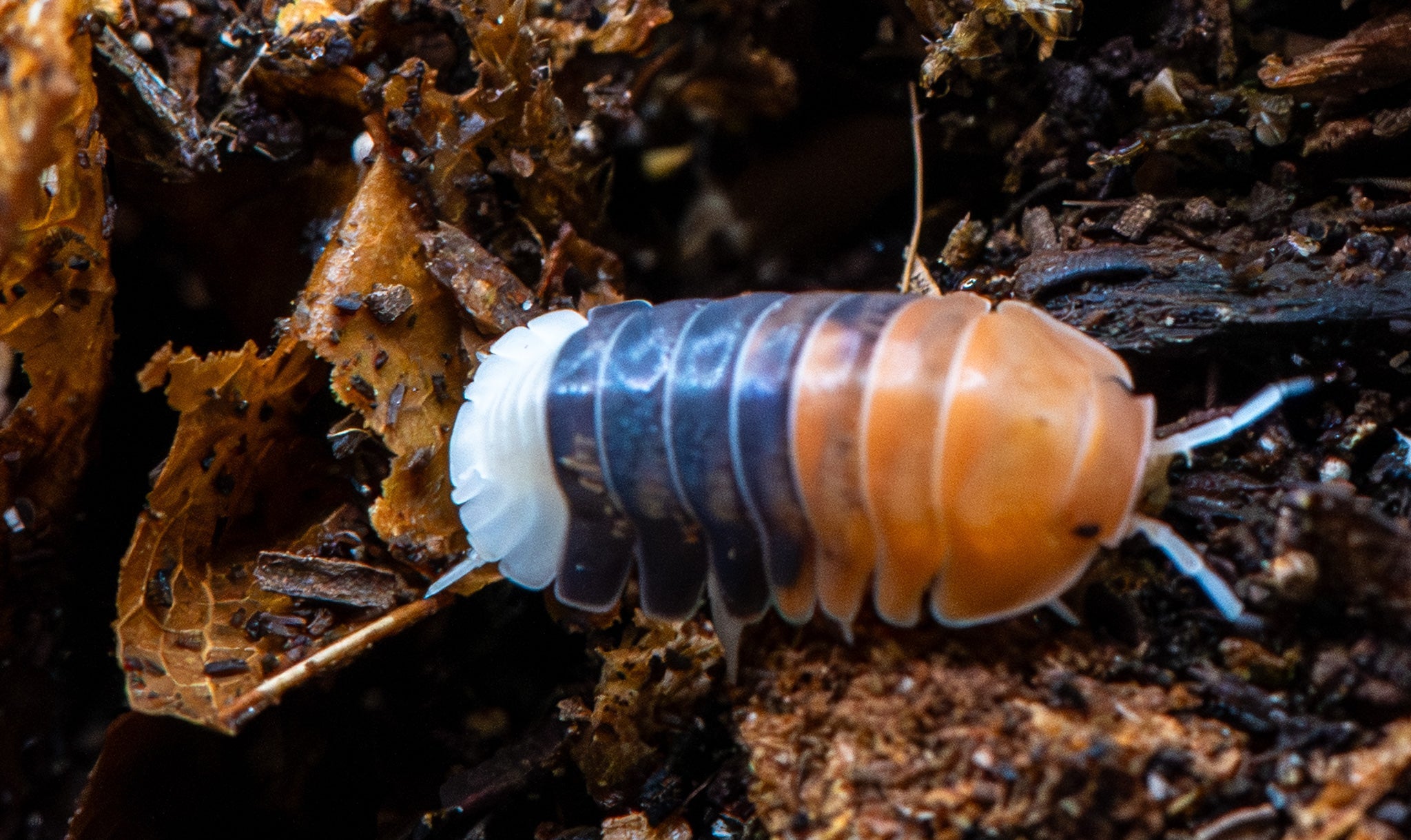 A Daxin Tricolor isopod on dark leaf litter, orange at the front, dark slate through the middle and white at the tail