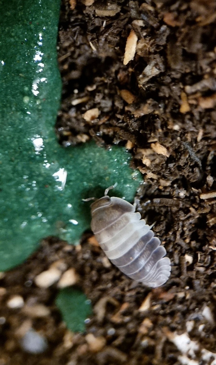 A pale grey isopod on dark damp substrate at the edge of a glossy green surface beaded with water.
