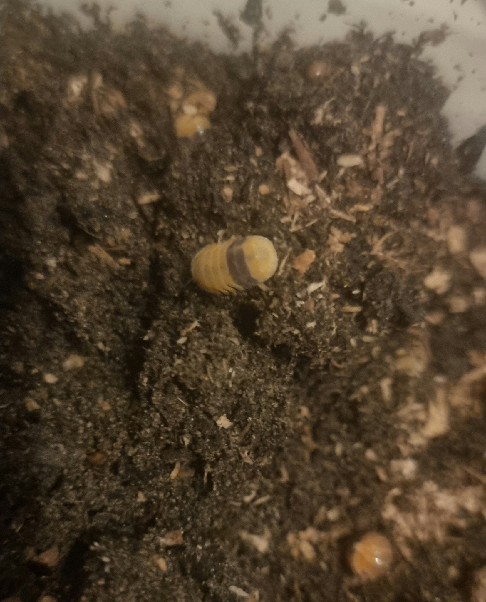 Cubaris Isopods in the Wild - Isopods For Sale UK | PostPods