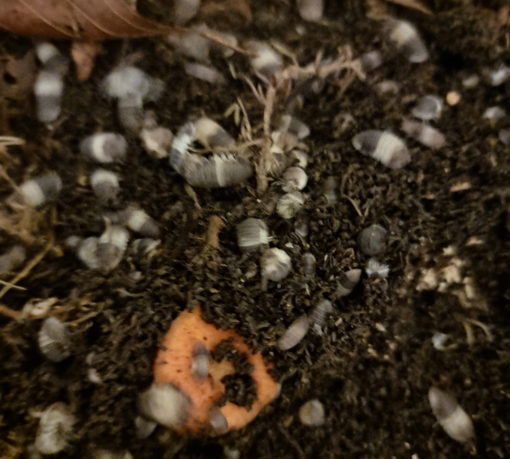 cubaris isopods