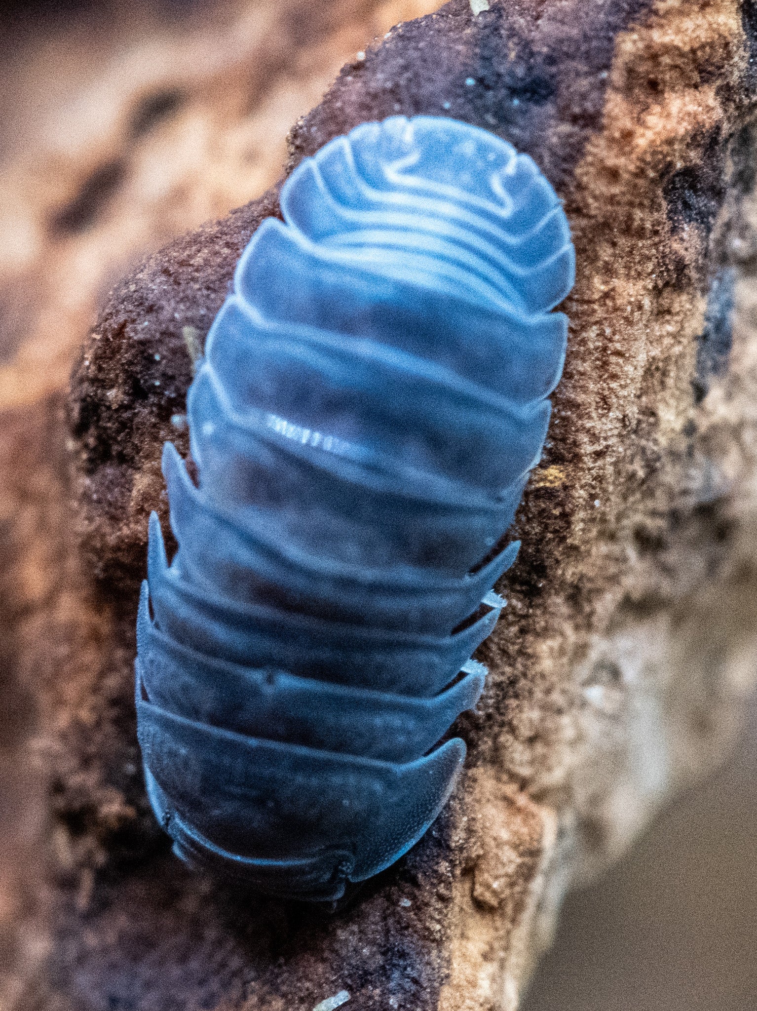 Cubaris murina, the Little Sea isopod, the wild-type of the species