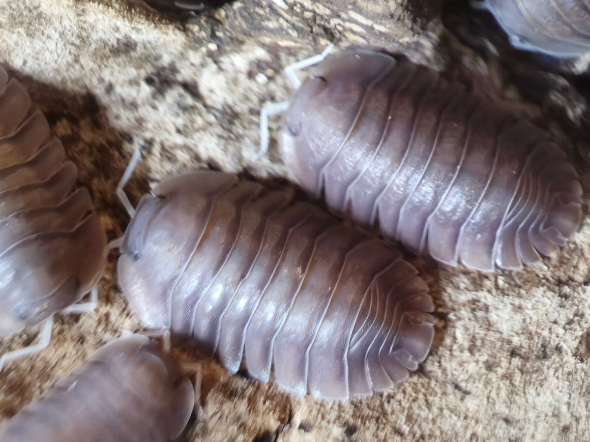 Close view of two smooth mauve-brown isopods with white legs on pale wood, more cut off at the edges.