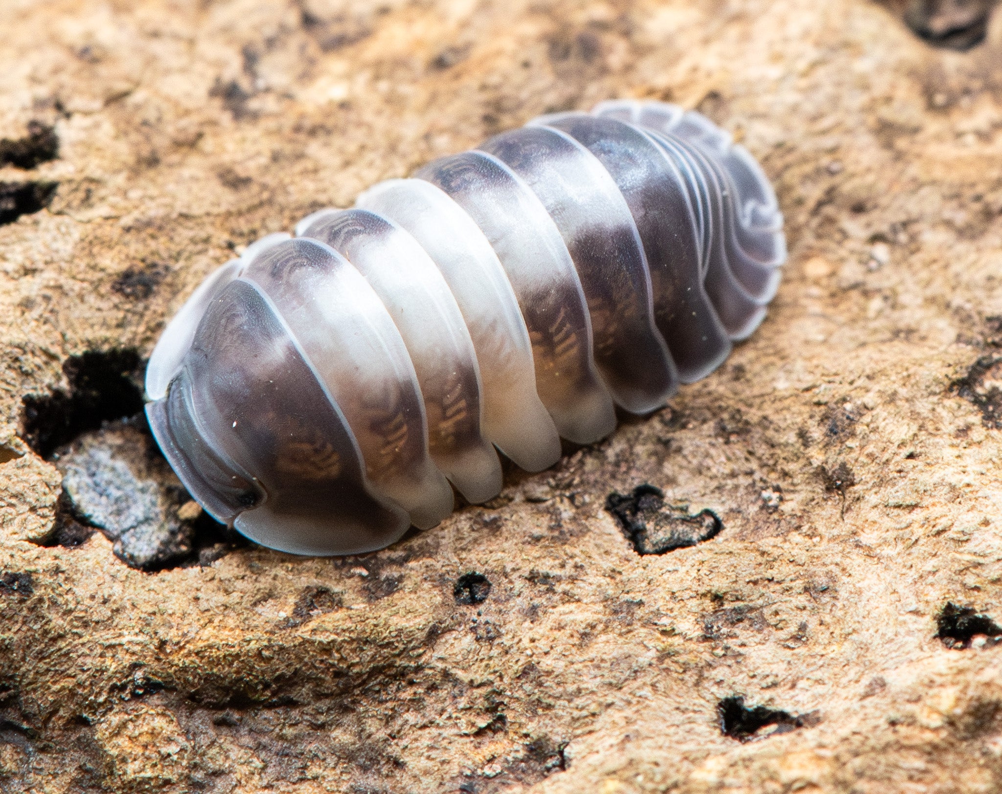 A Crazy Horse isopod on pale bark, dark grey-brown at the head, white to cream across the middle and slate-grey at the tail