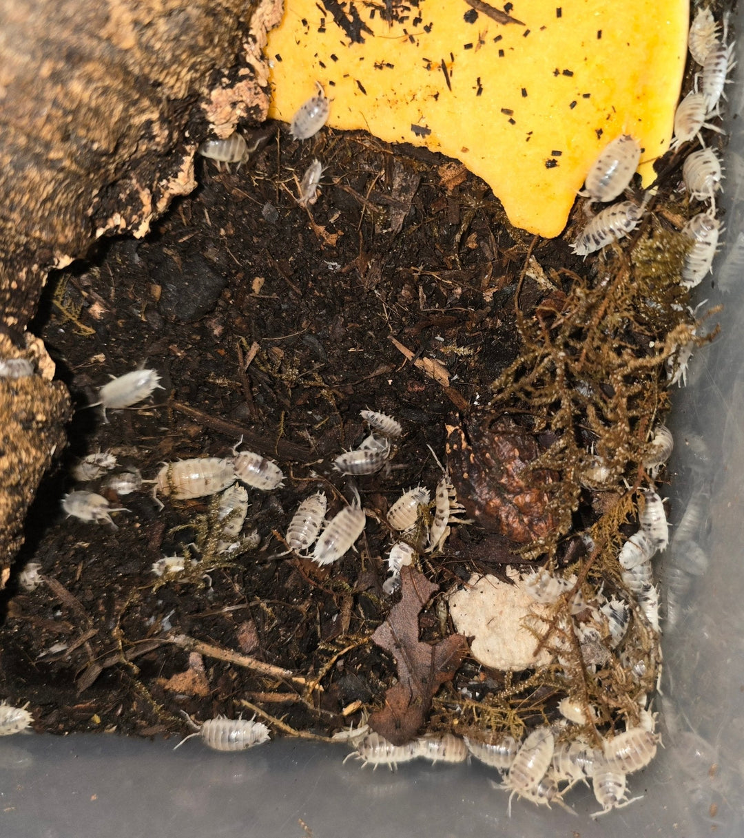 Dairy cow isopods
